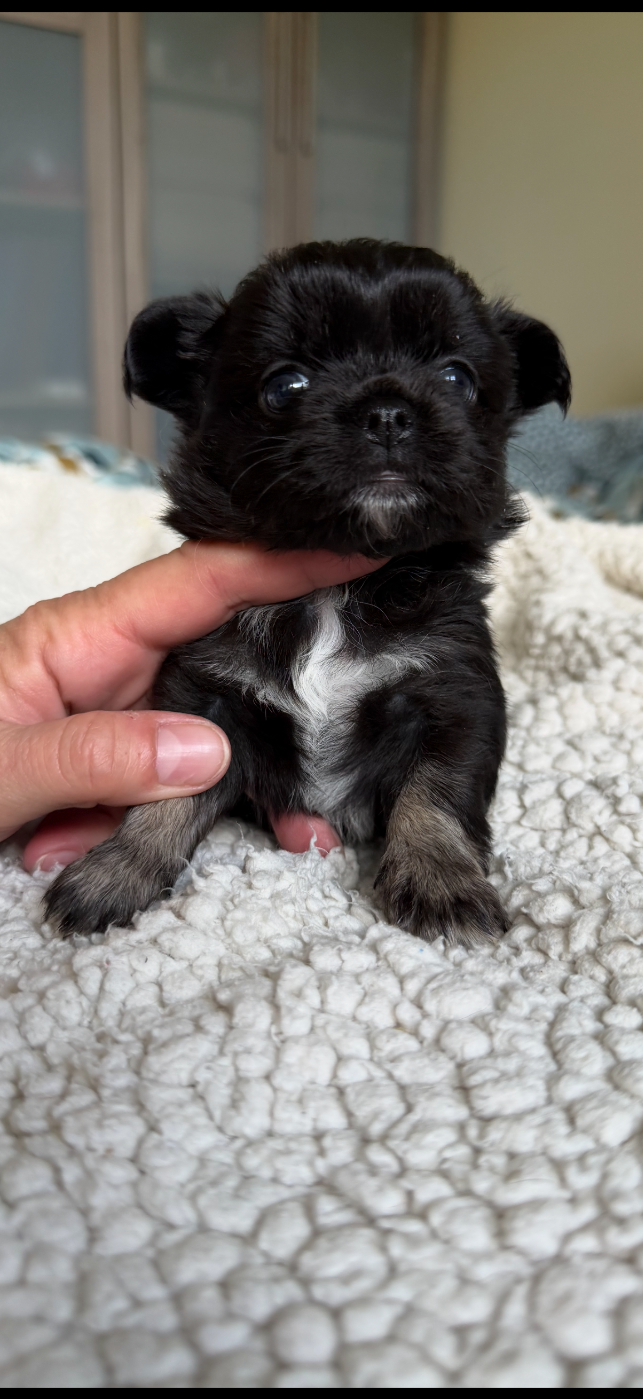 Des Petits Trésors Mexicains - Chiots disponibles - Chihuahua