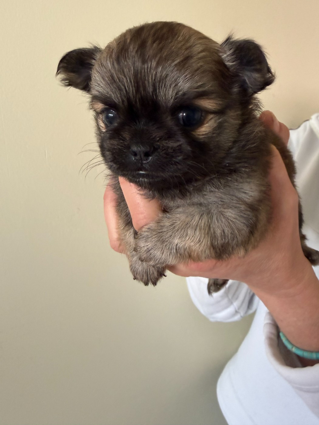 Des Petits Trésors Mexicains - Chiots disponibles - Chihuahua