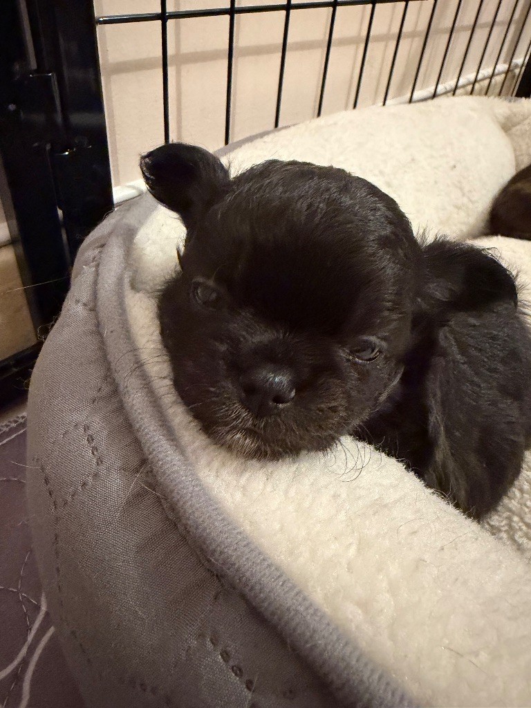 Des Petits Trésors Mexicains - Chiots disponibles - Chihuahua