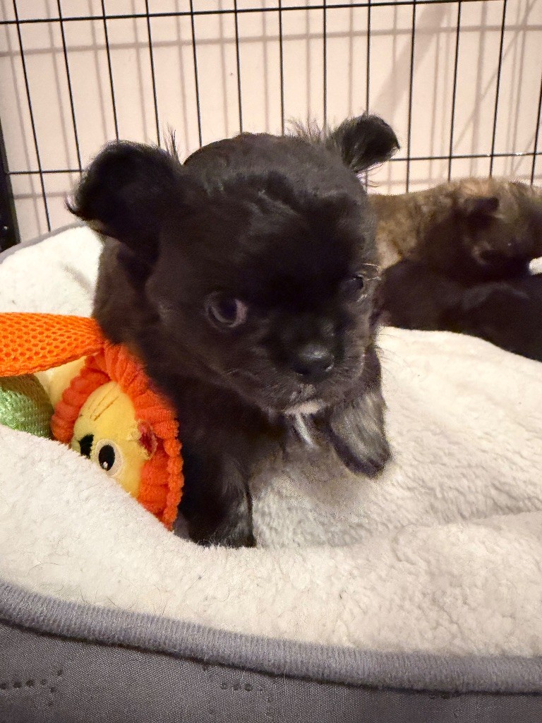 Des Petits Trésors Mexicains - Chiots disponibles - Chihuahua